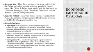  Algae as food : They form an important source of food for
the fishes and other aquatic animals, people in coastal
areas like China & Japan have used algae for food such as
Chlorella, Porphyra, Ulva, Chondrus, Laminaria, Alaria,
Nostoc, Codium, Rhodymenia etc.
 Algae as Fodder : Many sea weeds such as Ascophyllum,
Fucus, Laminaria, Sargassum and Rhodymenia are used
as fodder for sheep, goats, cattle etc.
 Algae in Industry :
 Agar Agar : It is a jelly like non-nitrogenous product,
extracted from Gelidium, Gracillaria, Chondrus. It is a
complex polysaccharide consisting of agarose & agaropectin
produced & stored in cell wall.
 Agar is used as stabilizer or emulsifier in food stuffs,
cosmetics, medicines, baking, preservation, it is also used as
laxative and in tissue culture medium.
 Carrageenin : It is similar to agar agar, a polysaccharide
esterified with sulphate and found in the cell wall of
Chondrus crispus and Gigartina. It is used as emulsifier in
paints & cosmetics also used in textiles, leather, breweries,
food & pharmaceutical industry.
 