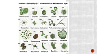  The photosynthetic pigments present are chlorophyll a
& b and the yellow pigment carotene & Xanthophyll.
 Cell wall is ...