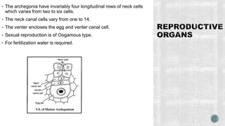  The archegonia have invariably four longitudinal rows of neck cells
which varies from two to six cells.
 The neck canal cells vary from one to 14.
 The venter encloses the egg and venter canal cell.
 Sexual reproduction is of Oogamous type.
 For fertilization water is required.
 