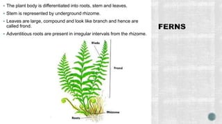  The plant body is differentiated into roots, stem and leaves.
 Stem is represented by underground rhizome.
 Leaves are large, compound and look like branch and hence are
called frond.
 Adventitious roots are present in irregular intervals from the rhizome.
 