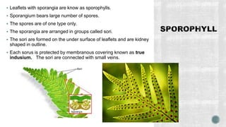  Leaflets with sporangia are know as sporophylls.
 Sporangium bears large number of spores.
 The spores are of one type only.
 The sporangia are arranged in groups called sori.
 The sori are formed on the under surface of leaflets and are kidney
shaped in outline.
 Each sorus is protected by membranous covering known as true
indusium. The sori are connected with small veins.
 