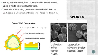  The spores are minute, dark brown and tetrahedral in shape.
 Spore is made up of two layered walls.
 Outer wall is thick, rough, cuticularized and known as exine.
 Each spore is unicellular and has some stored food inside it.
 