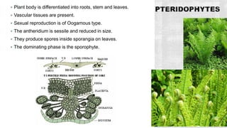  Plant body is differentiated into roots, stem and leaves.
 Vascular tissues are present.
 Sexual reproduction is of Oogamous type.
 The antheridium is sessile and reduced in size.
 They produce spores inside sporangia on leaves.
 The dominating phase is the sporophyte.
 
