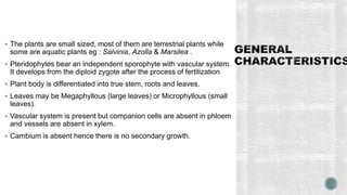  The plants are small sized, most of them are terrestrial plants while
some are aquatic plants eg : Salvinia, Azolla & Marsilea .
 Pteridophytes bear an independent sporophyte with vascular system.
It develops from the diploid zygote after the process of fertilization
 Plant body is differentiated into true stem, roots and leaves.
 Leaves may be Megaphyllous (large leaves) or Microphyllous (small
leaves).
 Vascular system is present but companion cells are absent in phloem
and vessels are absent in xylem.
 Cambium is absent hence there is no secondary growth.
 