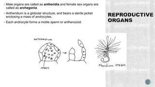  Male organs are called as antheridia and female sex organs are
called as archegonia.
 Antheridium is a globular structure, and bears a sterile jacket
enclosing a mass of androcytes.
 Each androcyte forms a motile sperm or antherozoid.
 