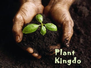 Plant
Kingdo
 