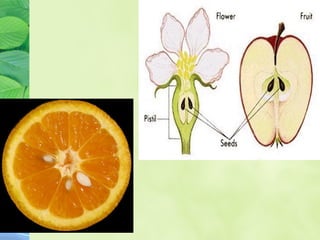 Plant kingdom2.pptrb[1]