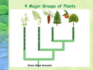 4 Major Groups of Plants




 Green Algae Ancestor
 