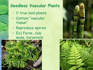 Seedless Vascular Plants
 • 1st true land plants
 • Contain “vascular
   tissue”
 • Reproduce spores
 • Ex) Ferns, club
   moss, horsetails
 