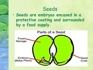 Seeds
• Seeds are embryos encased in a
  protective coating and surrounded
  by a food supply.
 