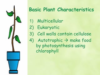 Basic Plant Characteristics

1)    Multicellular
2)    Eukaryotic
3)    Cell walls contain cellulose
4)    Autotrophic  make food
     by photosynthesis using
     chlorophyll
 