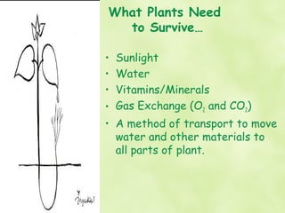 What Plants Need
  to Survive…

• Sunlight
• Water
• Vitamins/Minerals
• Gas Exchange (O2 and CO2)
• A method of transport to move
  water and other materials to
  all parts of plant.
 