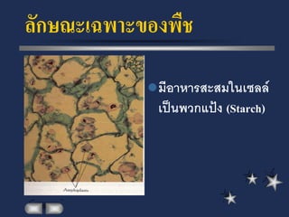 ลักษณะเฉพาะของพืช

             มีอาหารสะสมในเซลล์
             เป็นพวกแป้ง (Starch)
 