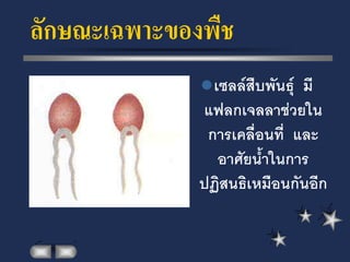 ลักษณะเฉพาะของพืช
               เซลล์สืบพันธุ์มี
              แฟลกเจลลาช่วยใน
               การเคลื่อนที่ และ
                อาศัยน้้าในการ
              ปฏิสนธิเหมือนกันอีก
 