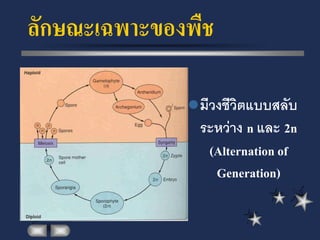 ลักษณะเฉพาะของพืช

               มีวงชีวิตแบบสลับ
                ระหว่าง n และ 2n
                 (Alternation of
                  Generation)
 