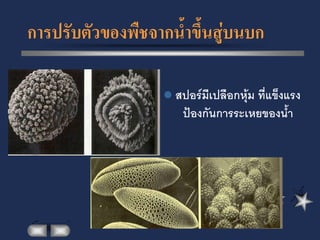 การปรับตัวของพืชจากน้าขึ้นสู่บนบก

                   สปอร์มีเปลือกหุ้ม ที่แข็งแรง
                      ป้องกันการระเหยของน้้า
 