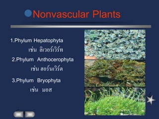 Nonvascular Plants
1.Phylum Hepatophyta
        เช่น ลิเวอร์เวิร์ท
 2.Phylum Anthocerophyta
         เช่น ฮอร์นเวิร์ต
 3.Phylum Bryophyta
         เช่น มอส
 