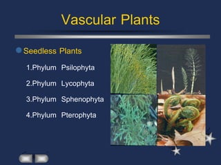 Vascular Plants
 Seedless Plants
  1.Phylum   Psilophyta
  2.Phylum   Lycophyta
  3.Phylum   Sphenophyta
  4.Phylum   Pterophyta
 