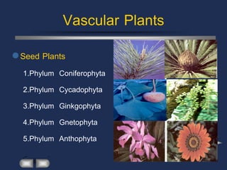 Vascular Plants
 Seed Plants
  1.Phylum   Coniferophyta
  2.Phylum   Cycadophyta
  3.Phylum   Ginkgophyta
  4.Phylum   Gnetophyta
  5.Phylum   Anthophyta
 