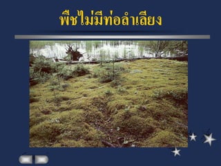 พืชไม่มีท่อลาเลียง
 