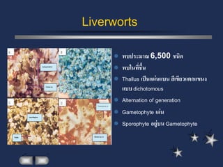 Liverworts
        พบประมาณ 6,500 ชนิด
        พบในที่ชื้น
        Thallus เป็นแผ่นแบน สีเขียวแตกแขนง
         แบบ dichotomous
        Alternation of generation
        Gametophyte เด่น
        Sporophyte อยู่บน Gametophyte
 