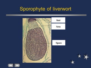 Sporophyte of liverwort
                foot
                Seta



                Spore
 