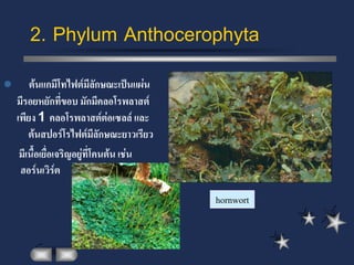 2. Phylum Anthocerophyta
       ต้นแกมีโทไฟต์มีลักษณะเป็นแผ่น
    มีรอยหยักที่ขอบ มักมีคลอโรพลาสต์
    เพียง 1 คลอโรพลาสต์ต่อเซลล์ และ
        ต้นสปอร์โรไฟต์มีลักษณะยาวเรียว
     มีเนื้อเยื่อเจริญอยู่ที่โคนต้น เช่น
     ฮอร์นเวิร์ต

                                           hornwort
 