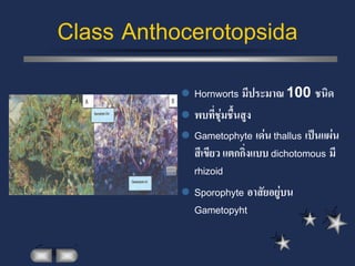 Class Anthocerotopsida
            Hornworts มีประมาณ 100 ชนิด
            พบที่ชุ่มชื้นสูง
            Gametophyte เด่น thallus เป็นแผ่น
             สีเขียว แตกกิ่งแบบ dichotomous มี
             rhizoid
            Sporophyte อาสัยอยู่บน
             Gametopyht
 