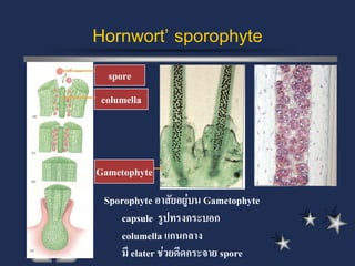 Hornwort’ sporophyte
  spore
 columella



Gametophyte
 Sporophyte อาสัยอยู่บน Gametophyte
    capsule รูปทรงกระบอก
    columella แกนกลาง
    มี elater ช่วยดีดกระจาย spore
 