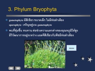 3. Phylum Bryophyta
   gametophyte มีสีเขียว ขนาดเล็ก ไม่มีท่อล้าเลียง
    sporophyte เจริญอยู่บน gametophyte
   พบที่ชุ่มชื้น ทนทาน ต่อช่วงความแตกต่างของอุณหภูมิได้สูง
    มีวิวัฒนาการอยู่ระหว่าง แอลจีสีเขียวกับพืชมีท่อล้าเลียง


                                                   moss
 