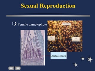 Sexual Reproduction
 Female gametophyte




                       Archaegonium
 