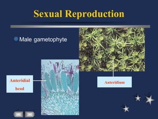 Sexual Reproduction
  Male gametophyte




Anteridial                 Anteridium
  head
 