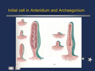 Initial cell in Anteridium and Archaegonium
 