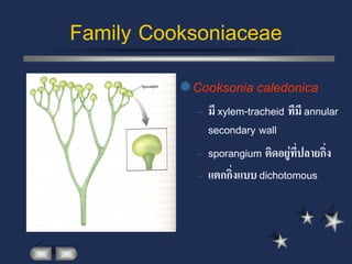 Family Cooksoniaceae
           Cooksonia caledonica
            – มี xylem-tracheid ทีมี annular
              secondary wall
            – sporangium ติดอยู่ทปลายกิ่ง
                                  ี่
            – แตกกิ่งแบบ dichotomous
 