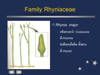 Family Rhyniaceae
          Rhynia    major
           –   แข็งแรงกว่า Cooksonia
           –   มี rhizome
           –   ลาต้นเหนือดิน ตั้งตรง
           –   มี rhizoid
 