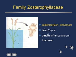 Family Zosterophyllaceae

             Zosterophyllum   rehenanum
             คล้าย Rhynia
             ปลายกิ่ง สร้าง sporangium
              จานวนมาก
 