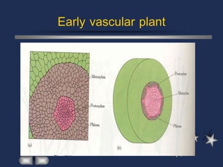 Early vascular plant
 