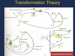 Transformation Theory




                Transformation Theory
 