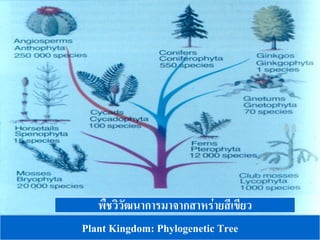 พืชวิวัฒนาการมาจากสาหร่ายสีเขียว
Plant Kingdom: Phylogenetic Tree
 