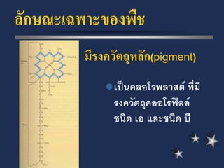 ลักษณะเฉพาะของพืช
         มีรงควัตถุหลัก(pigment)
              เป็นคลอโรพลาสต์ ที่มี
               รงควัตถุคลอโรฟิลล์
               ชนิด เอ และชนิด บี
 