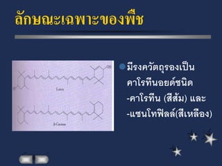 ลักษณะเฉพาะของพืช

              มีรงควัตถุรองเป็น
               คาโรทีนอยด์ชนิด
               -คาโรทีน (สีส้ม) และ
               -แซนโทฟิลล์(สีเหลือง)
 