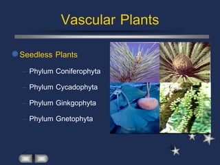 Vascular Plants
 Seedless Plants
  – Phylum Coniferophyta
  – Phylum Cycadophyta
  – Phylum Ginkgophyta
  – Phylum Gnetophyta
 