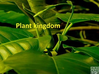 Plant kingdom
 