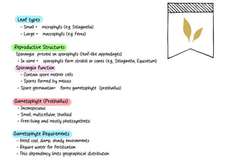 Microphyll Function Comprehensive Overview of Plant and Algae Classification and Importance ...
