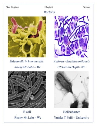 Plant Kingdom Chapter 2 Pictures
Bacteria
Salomnellain human cells Anthrax –Bacillus anthracis
Rocky Mt Labs – Wc US Health Deptt - Wc
E coli Helicobacter
Rocky Mt Labs - Wc Yutaka T Fujii – University
 