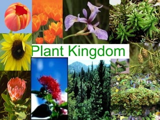 Plant Kingdom
 