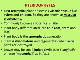 PLANT KINGDOM PPT.pdf
