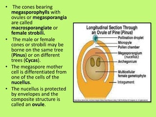 Microstrobilus PLANT KINGDOM PPT.pdf