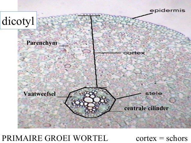 Plantkunde 35c