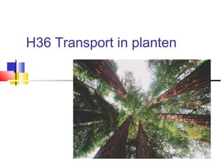 H36 Transport in planten
 